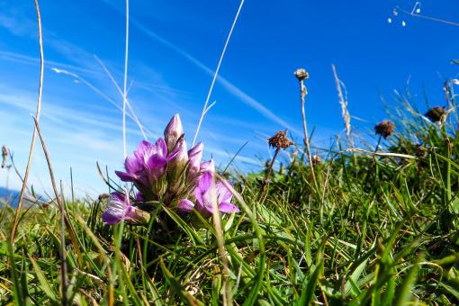 Free Stock Photo of Fresh Flower