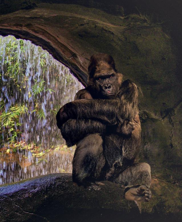 Free stock image of Gorilla in the Cave created by Pixabay