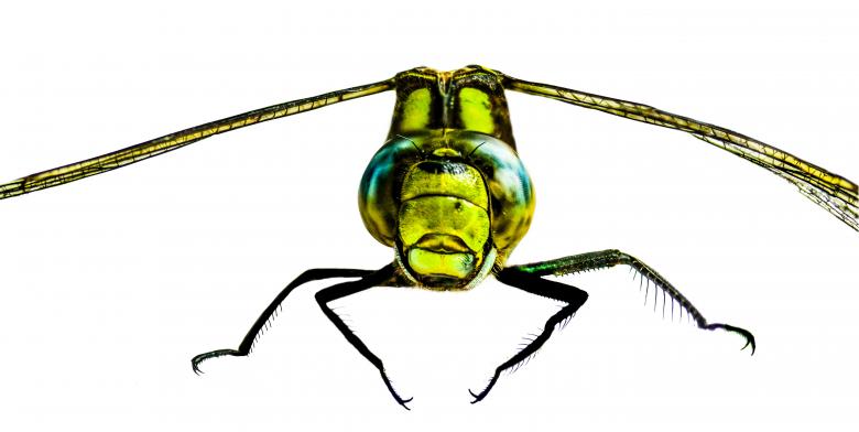 Free stock image of Fly Closeup created by Pixabay
