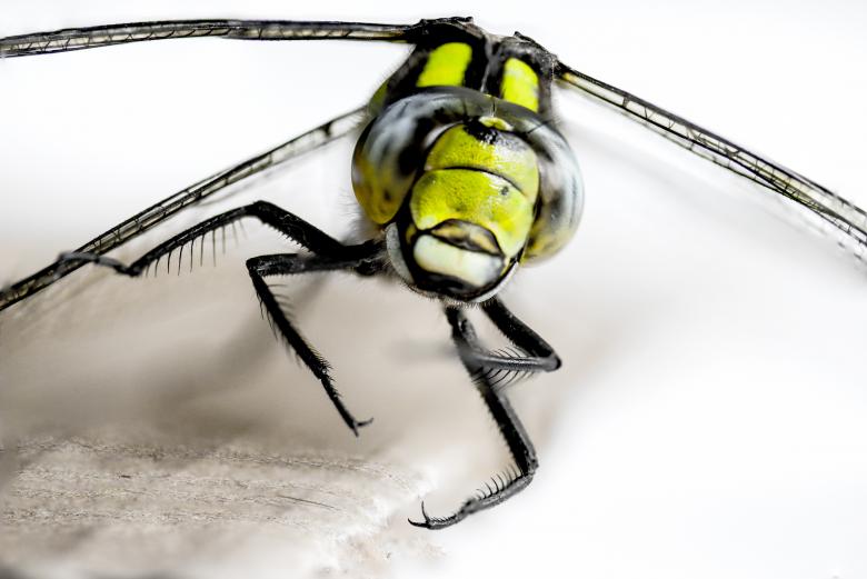 Free stock image of Fly Closeup created by Pixabay