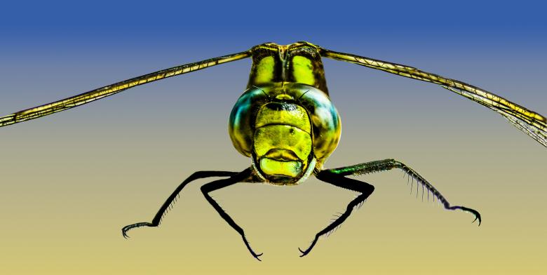 Free stock image of Fly Closeup created by Pixabay
