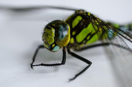 Fly Closeup - Free Stock Photo