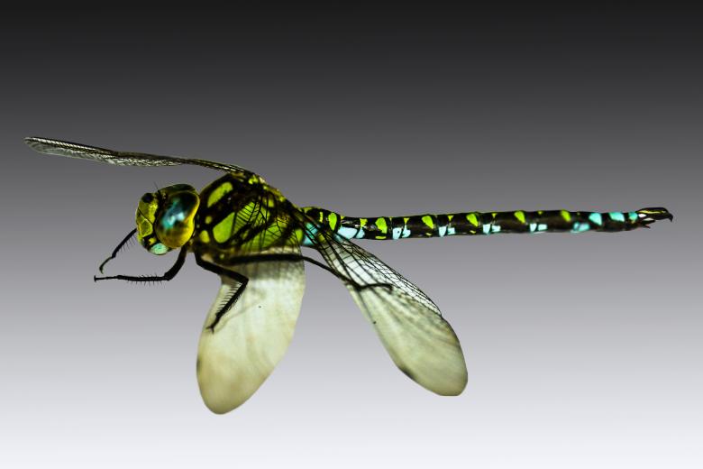 Free stock image of Wild Insect created by Pixabay