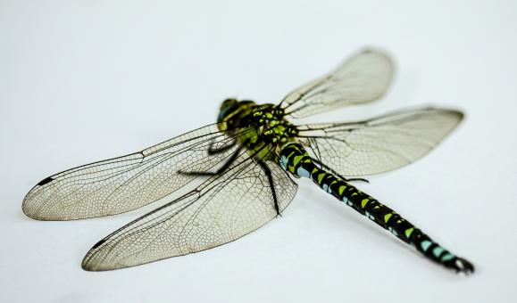 Free Stock Photo of Wild Insect