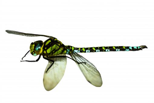 Free Stock Photo of Wild Insect