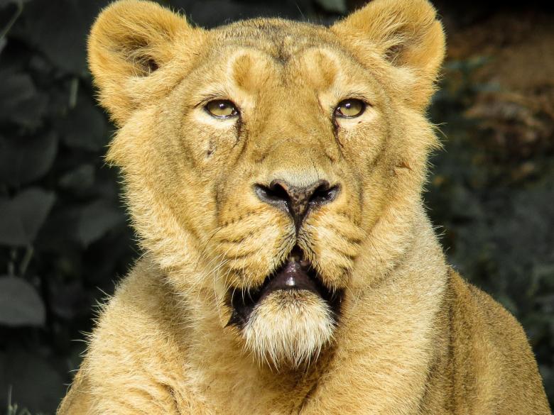 Free stock image of Lion in the Zoo created by Pixabay