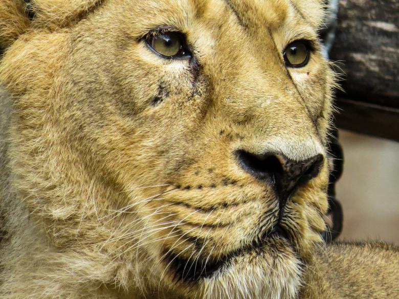 Free stock image of Lion in the Zoo created by Pixabay