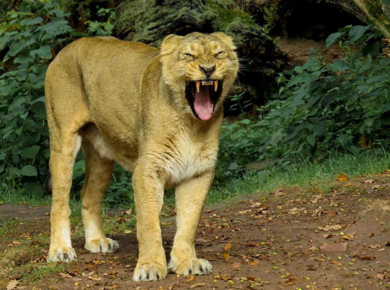 Free stock image of Wild Lion created by Pixabay