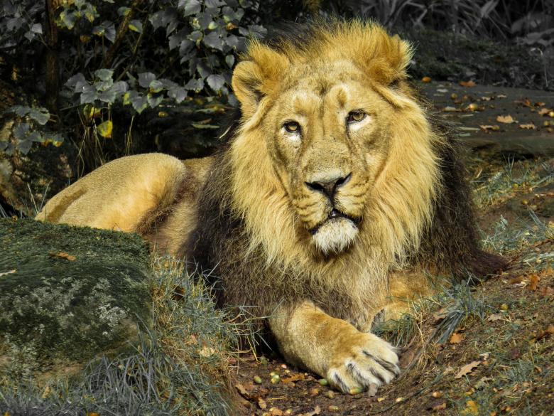 Free stock image of Wild Lion created by Pixabay