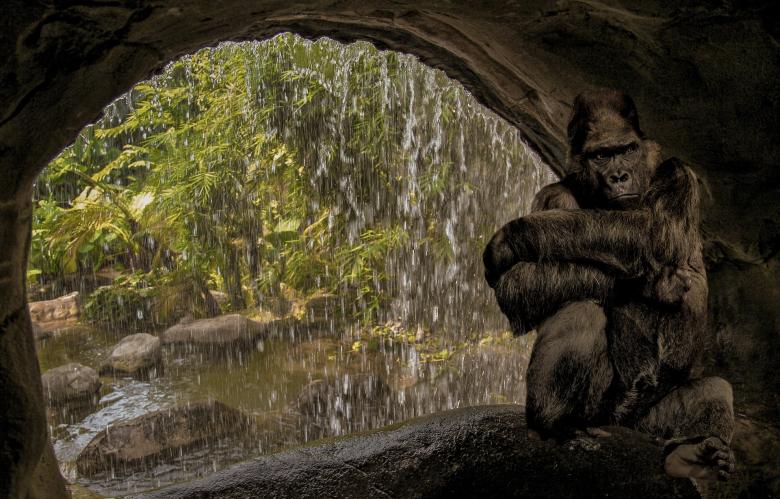 Free stock image of Gorilla in the Cave created by Pixabay