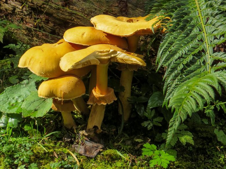 Free stock image of Mushrooms in the Garden created by Pixabay