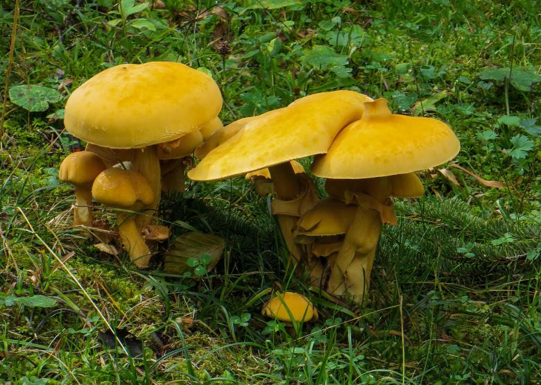Free stock image of Mushrooms in the Garden created by Pixabay