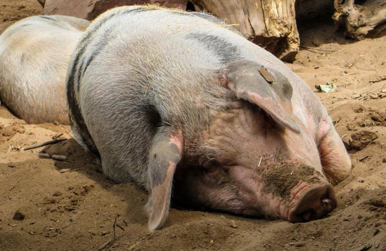 Free stock image of Pig Farm created by Pixabay