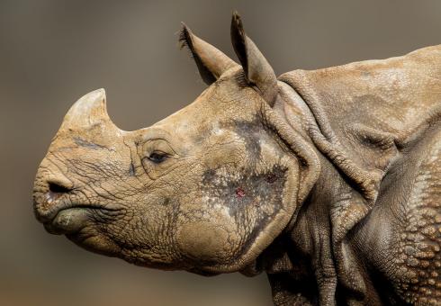 Rhino in the Zoo - Free Stock Photo