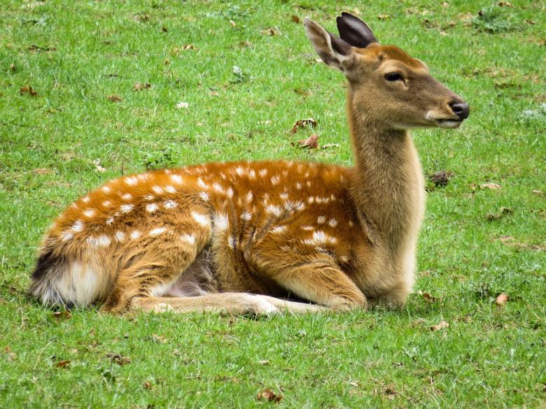 Free stock image of Roe Deer created by Pixabay