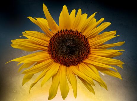 Free Stock Photo of Blooming Sunflower
