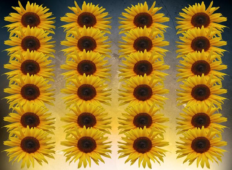 Free stock image of Fresh Sunflowers created by Pixabay