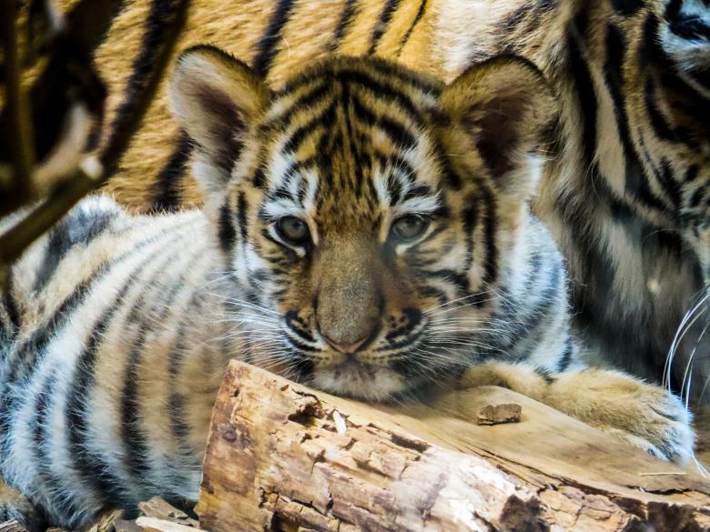Free stock image of Tiger Cub created by Pixabay
