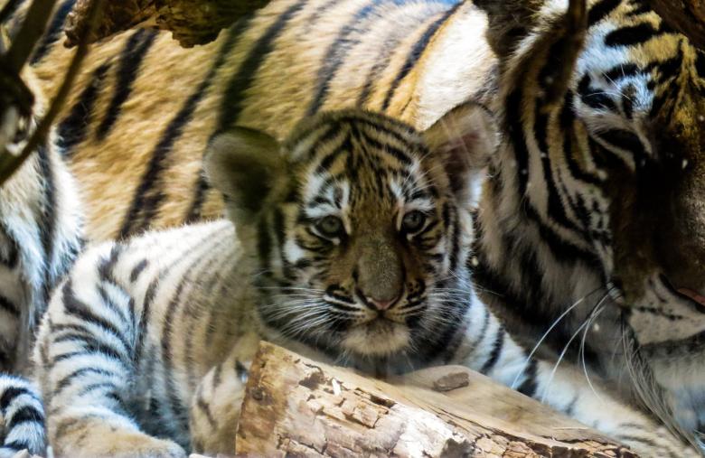 Free stock image of Tiger Cub created by Pixabay