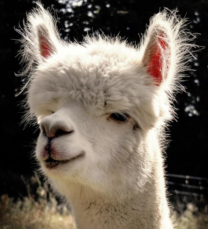 Free stock image of White Alpaca created by Pixabay