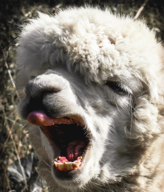 Free stock image of White Alpaca created by Pixabay