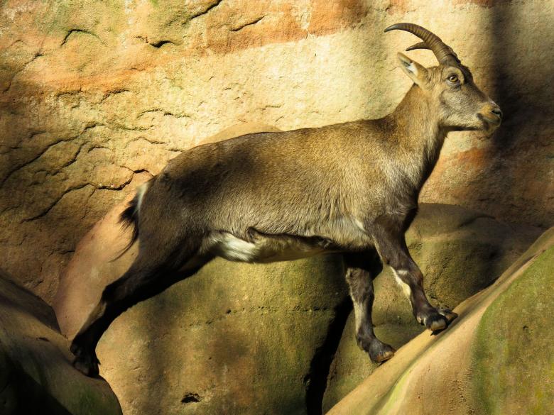 Free stock image of Wild Sheep Fight created by Pixabay