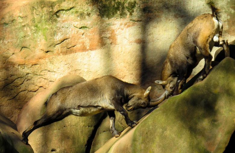 Free stock image of Wild Sheep Fight created by Pixabay