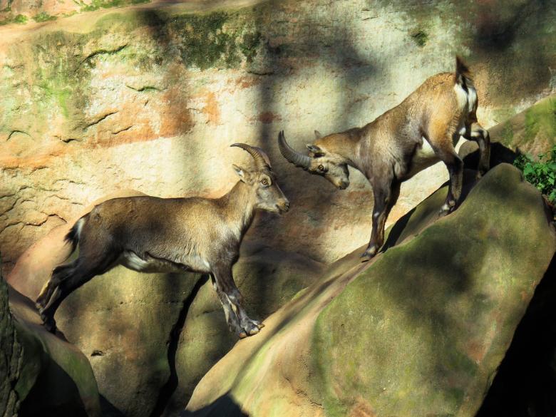 Free stock image of Wild Sheep Fight created by Pixabay