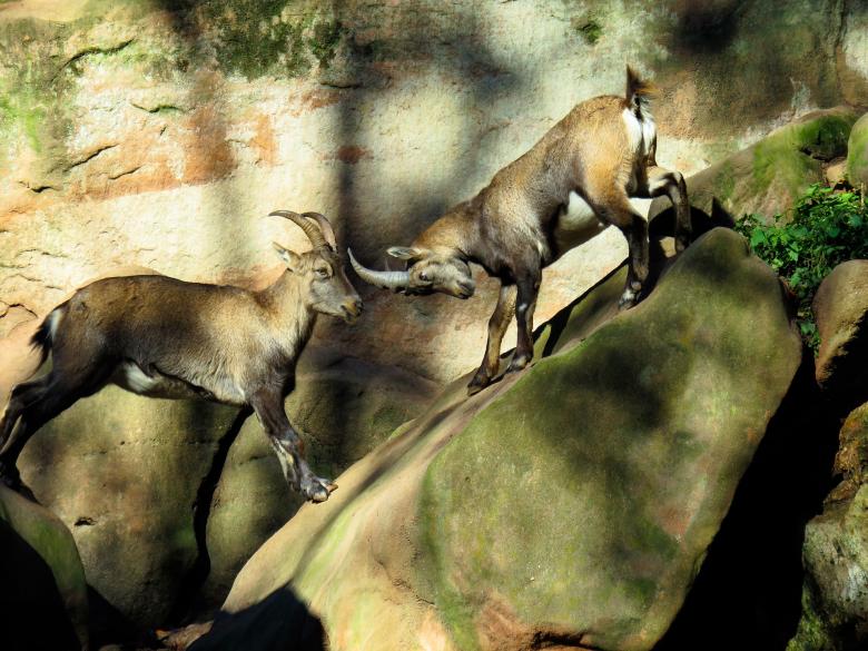 Free stock image of Wild Sheep Fight created by Pixabay
