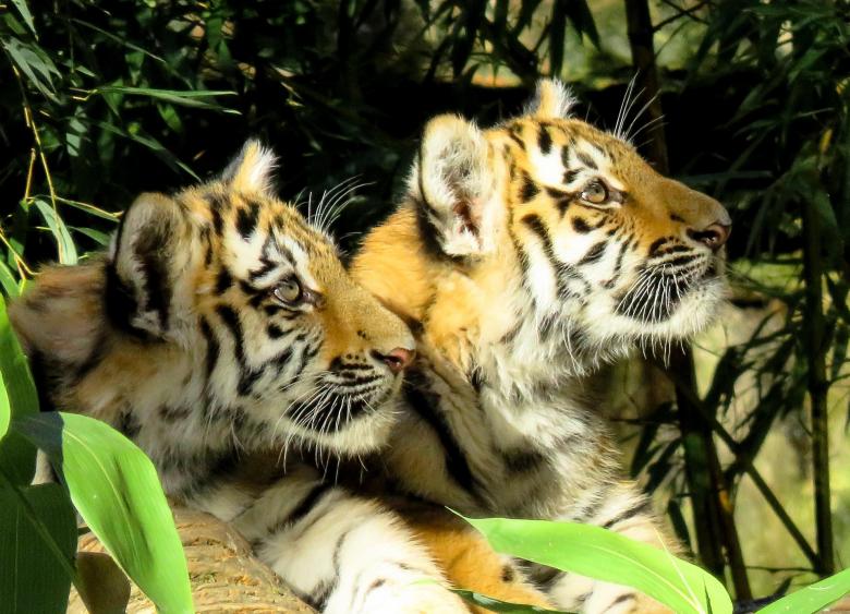 Free stock image of Bengal Tiger created by Pixabay