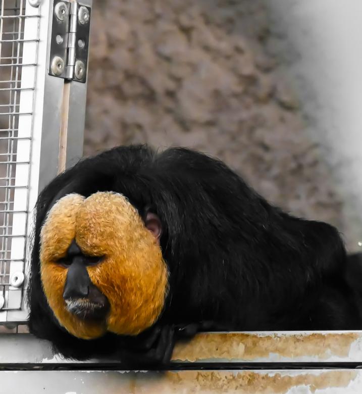 Free stock image of Wild Animal in the Zoo created by Pixabay