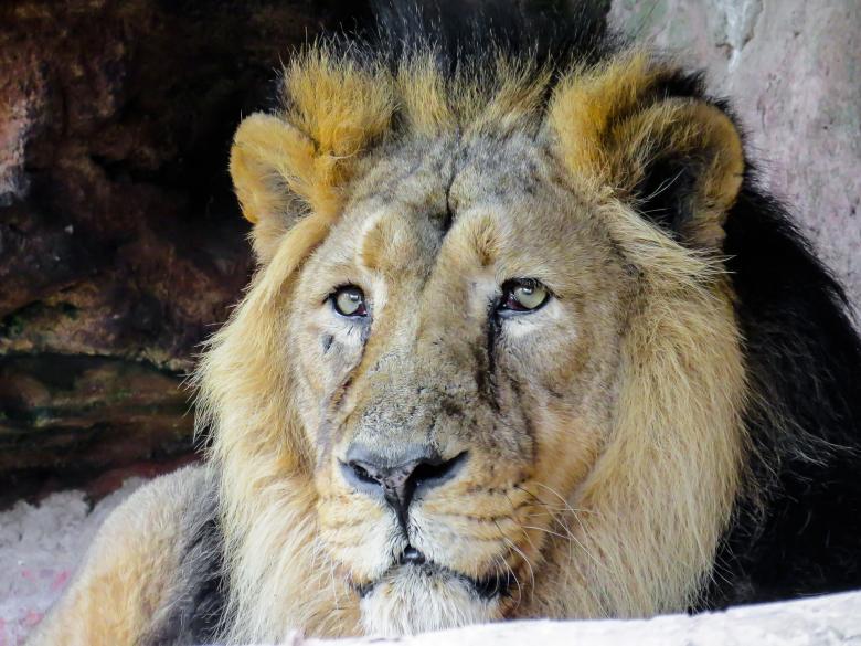 Free stock image of King of the Jungle created by Pixabay