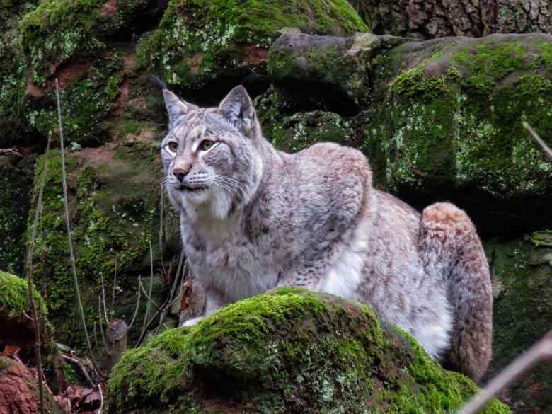Free stock image of Wild lynx created by Pixabay