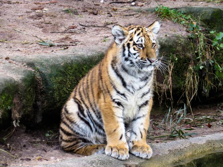 Free stock image of Bengal Tiger created by Pixabay