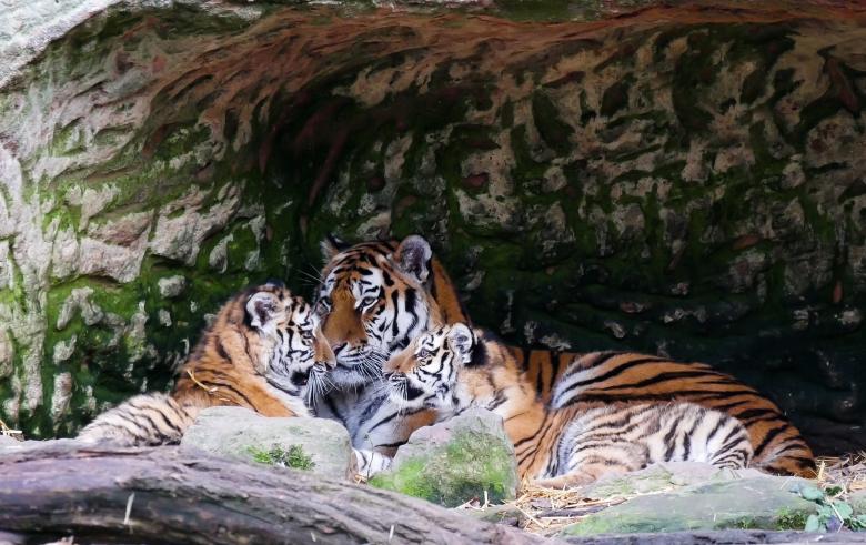 Free stock image of Bengal Tiger Family created by Pixabay