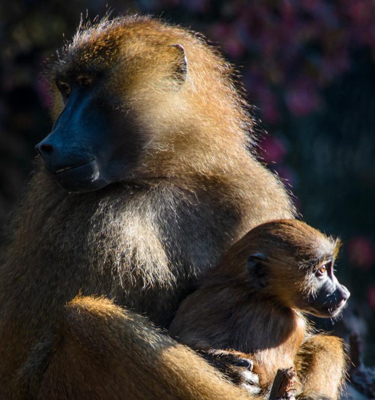 Free stock image of Wild Ape created by Pixabay