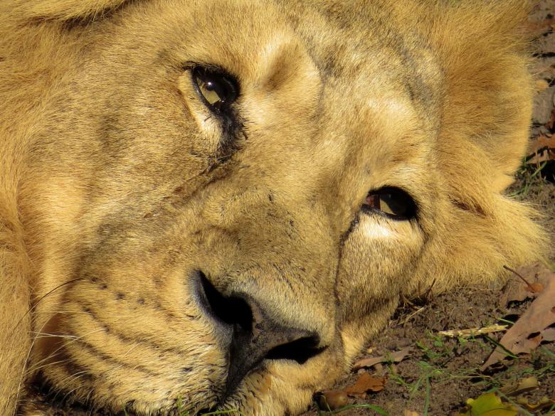 Free stock image of Resting Lion created by Pixabay