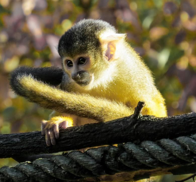 Free stock image of Wild Monkey created by Pixabay