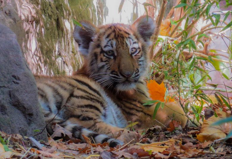 Free stock image of Bengal Tiger created by Pixabay