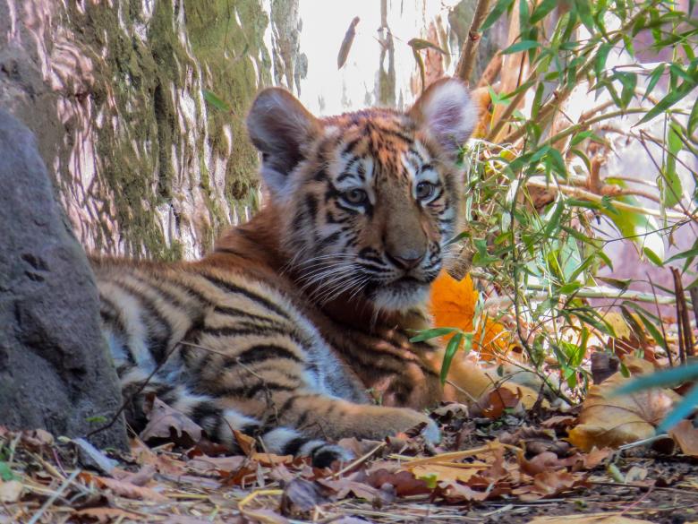 Free stock image of Bengal Tiger created by Pixabay
