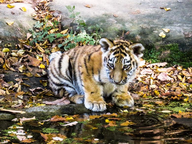 Free stock image of Bengal Tiger created by Pixabay