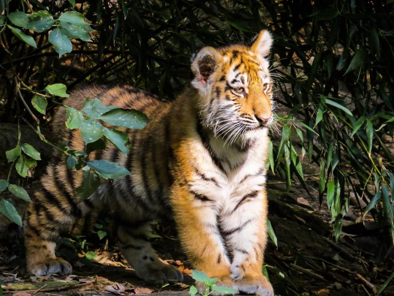 Free stock image of Bengal Tiger created by Pixabay