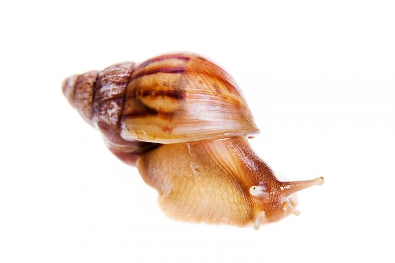 Free stock image of snail  created by 2happy