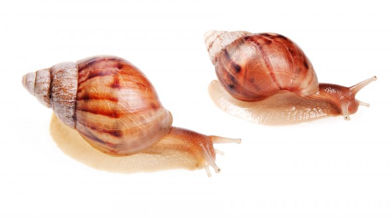 Free stock image of snails  created by 2happy