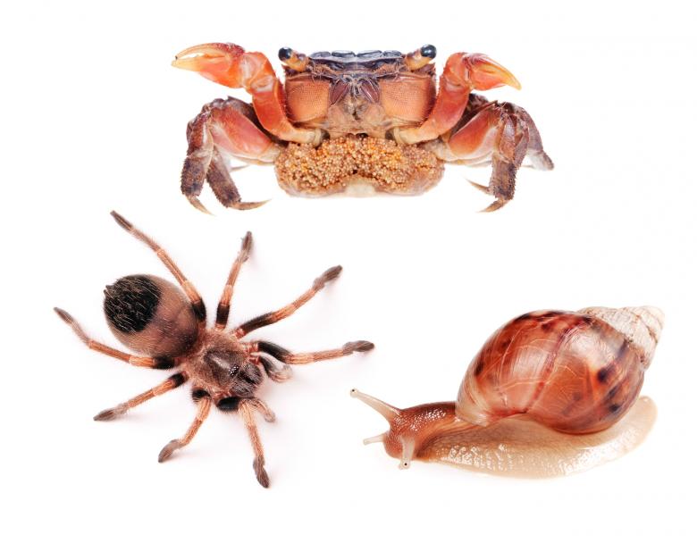 Free stock image of Spider, snail and crab created by 2happy