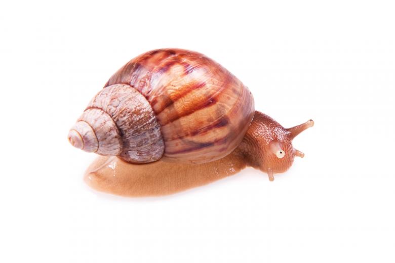 Free stock image of snail  created by 2happy