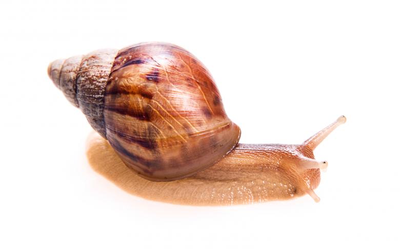 Free stock image of snail  created by 2happy