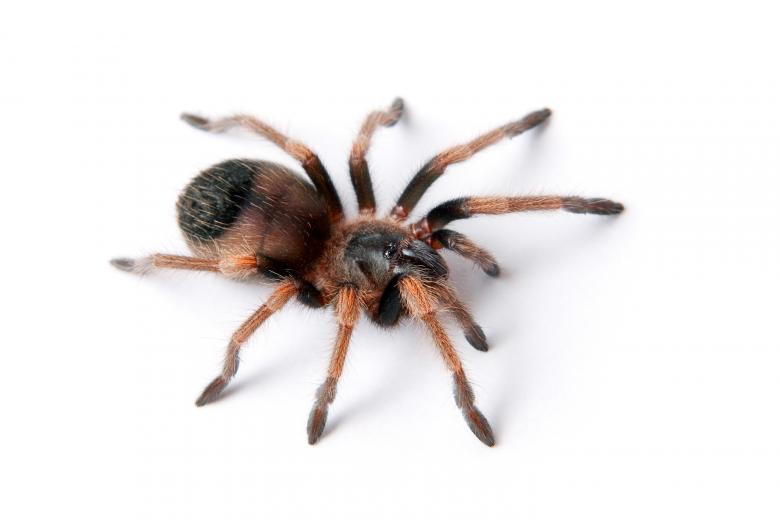 Free stock image of Hairy Spider created by 2happy