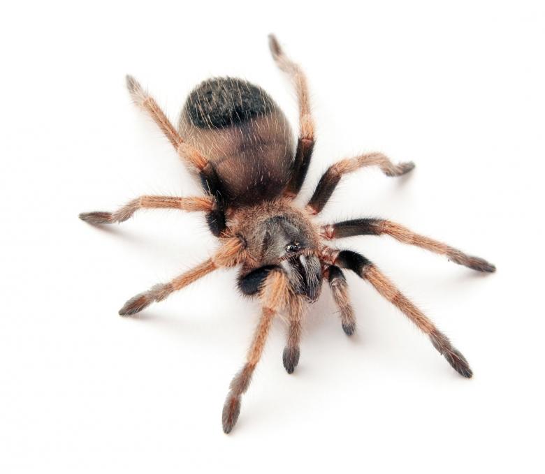Free stock image of Hairy Spider on White created by 2happy