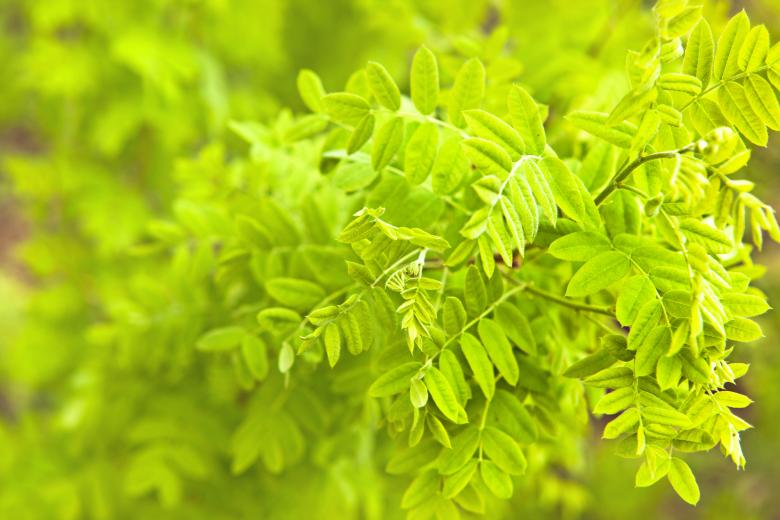Free stock image of spring leaves created by 2happy